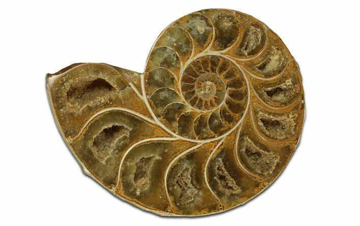 Jurassic Cut & Polished Ammonite Fossil (Half) - Madagascar #289271